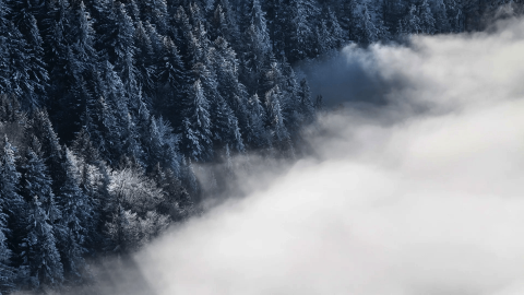 A snow cloud in front of trees in Kopaonik Serbia