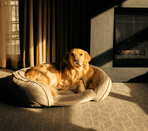 A golden retriever laying on a bed at Viceroy Snowmass
