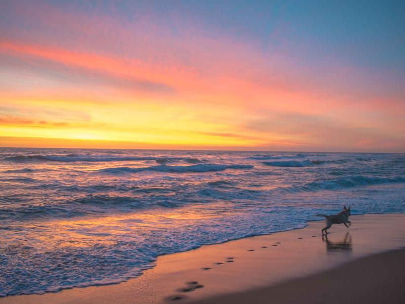 dog running on beach at sunset