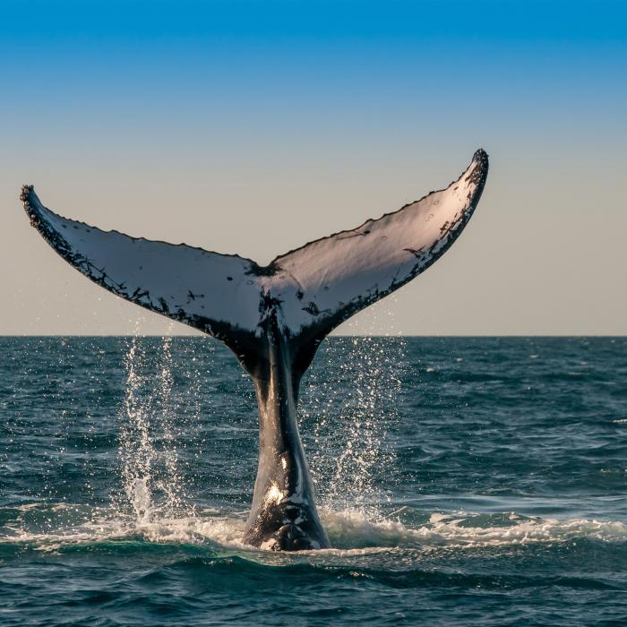 whale tail breaching the ocean
