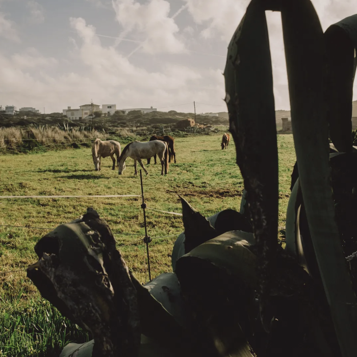 Horses graze in Algarve.