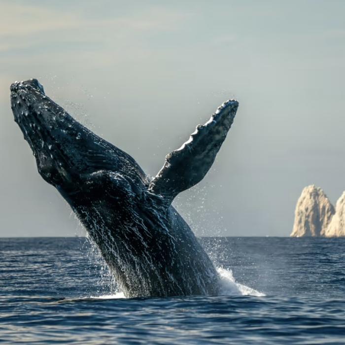 A whale breaches the waters off the coast of Los Cabos