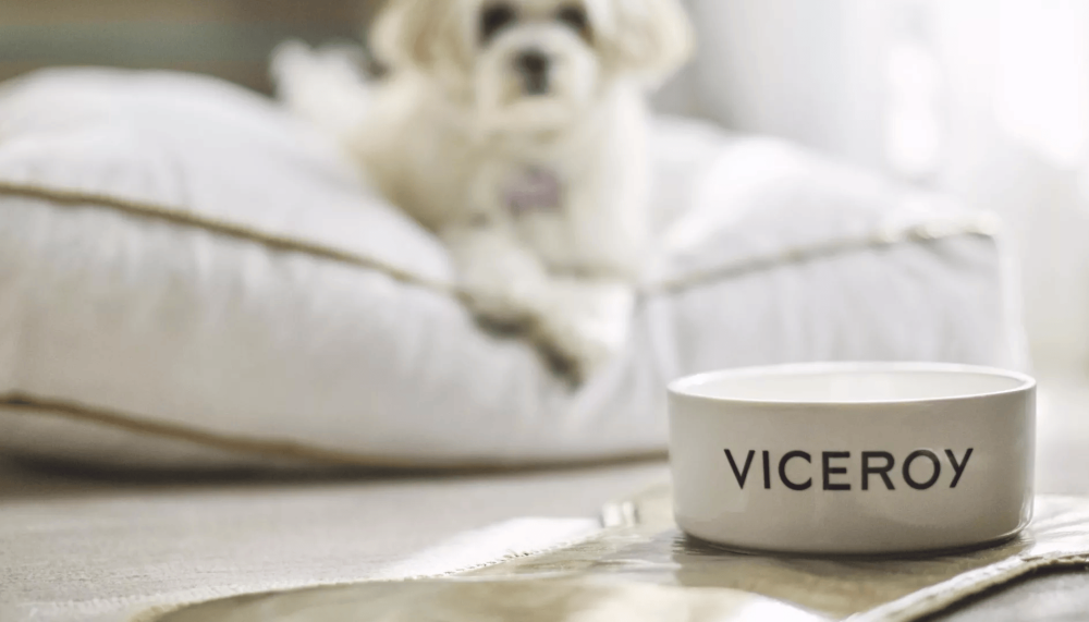 A dog sitting on a pillow looking at a dog food bowl with viceroy written on it at Viceroy Kopaonik Serbia