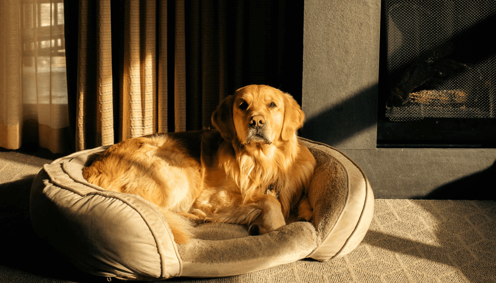 A golden retriever laying on a bed at Viceroy Snowmass