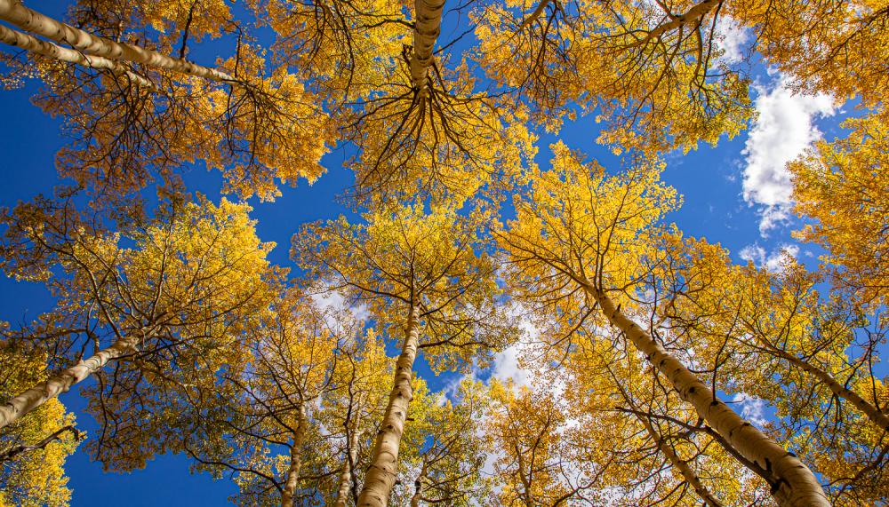 Viceroy Snowmass Jesenje jasike