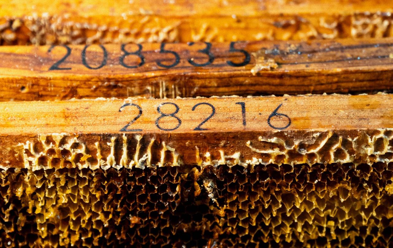 Honey Harvesting