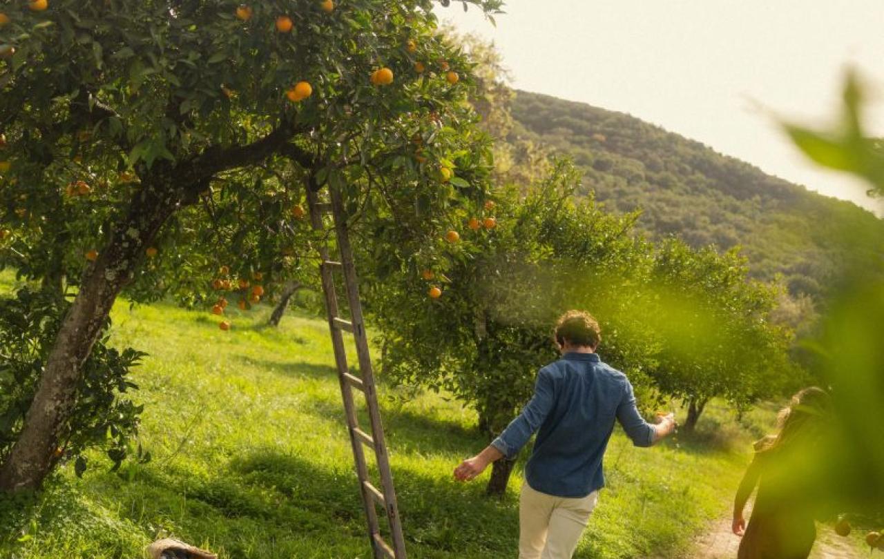 Orange Groves