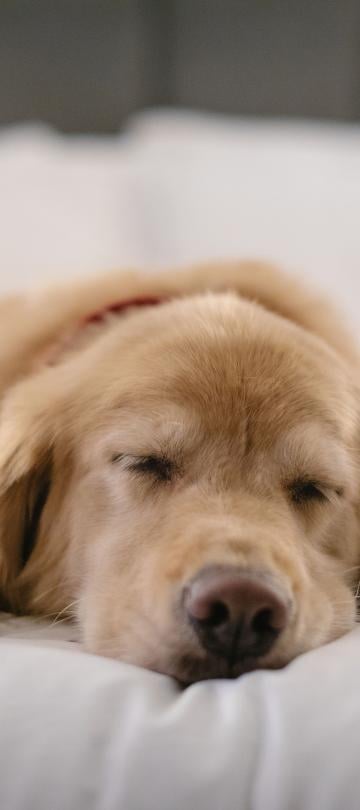 golden retriever puppy sleeps on a white bed