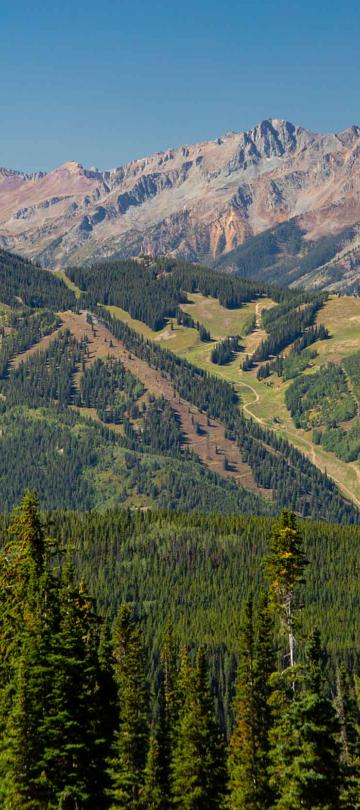 mountains in background behind trees