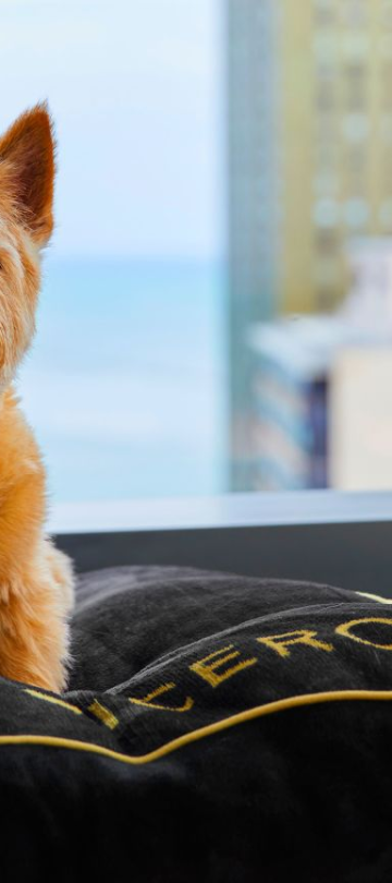 Dog in a dog bed