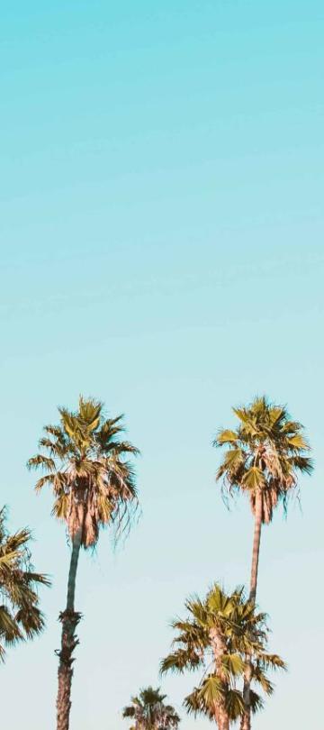 A Group Of Palm Trees On A Sunny Day
