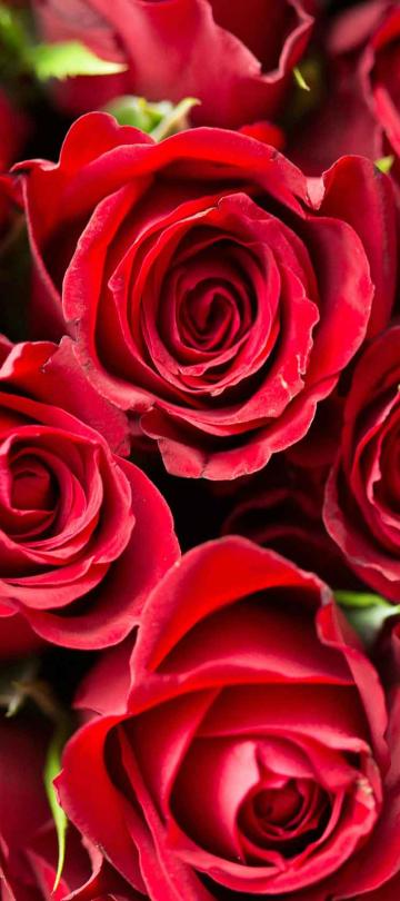 A bunch of red roses at Viceroy Chicago
