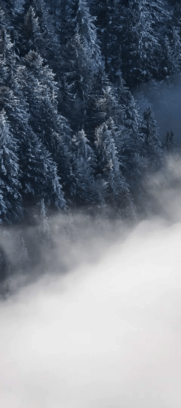 A snow cloud in front of trees in Kopaonik Serbia