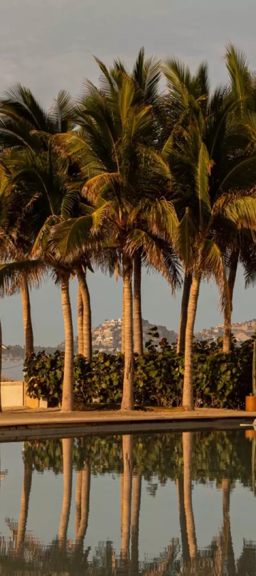 Poolside at Los Cabos with beautiful palm trees and a view of the ocean 