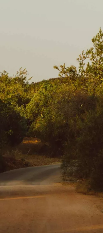 A path with large bushes surrounding it near Viceroy Ombria Algarve 