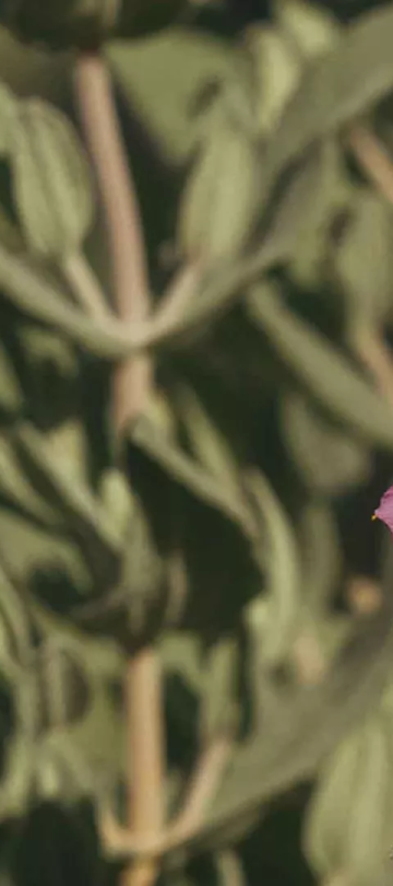 A poppy along a hike at Ombria Algarve