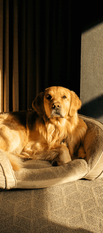 A golden retriever laying on a bed at Viceroy Snowmass