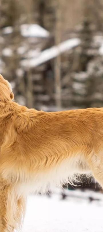 A golden retriever standing in the snow