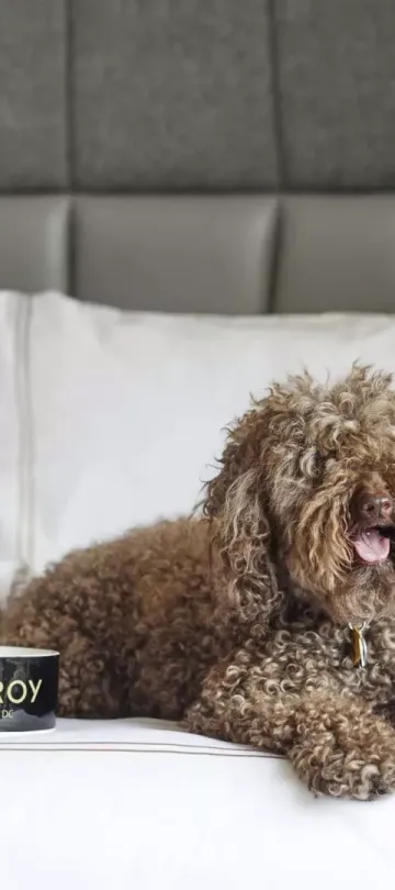 A smiling dog lying on a queen bed in a Viceroy Washington DC hotel room