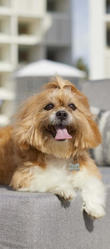 dog relaxing on shair