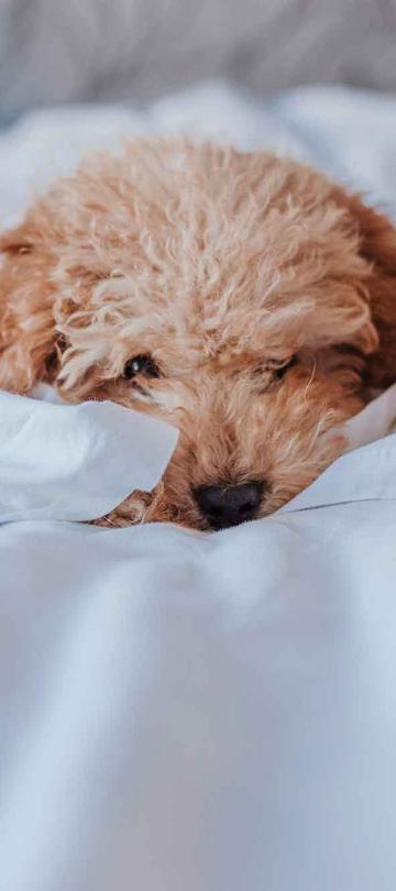 dog laying in bed