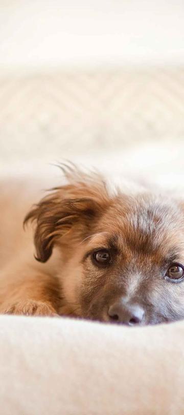 A puppy dog lying on a bed at Viceroy Kopaonik Serbia