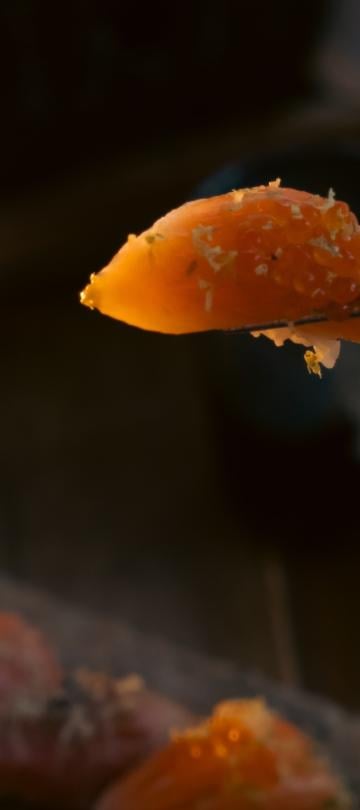 close-up of sushi on end of chopsticks