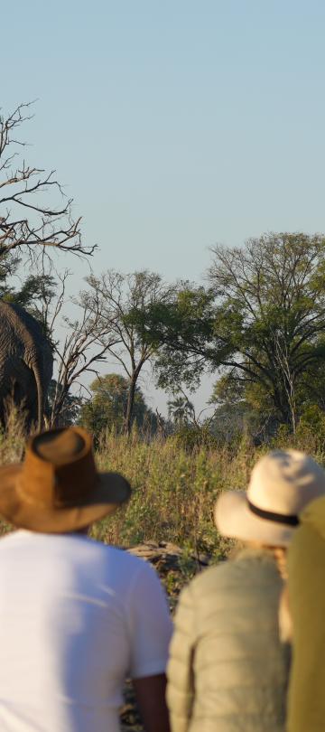 Safari group 