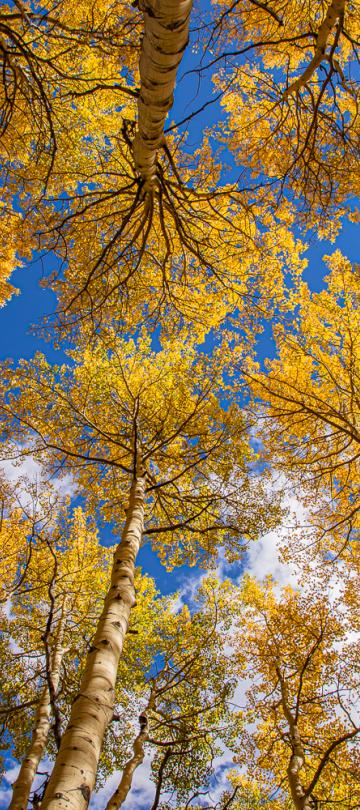 Snowmass Jesenje jasike