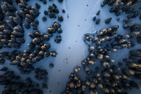 An aerial view of pine trees in a snowy forest.