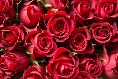 A bunch of red roses at Viceroy Chicago