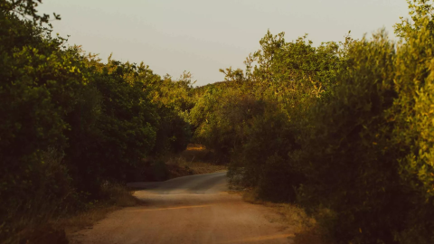 A path with large bushes surrounding it near Viceroy Ombria Algarve
