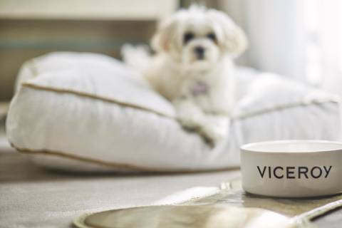 A small dog on a dog bed in front of a Viceroy branded water bowl.