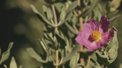 A poppy along a hike at Ombria Algarve