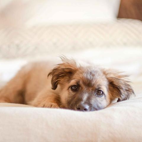 A puppy dog lying on a bed at Viceroy Kopaonik Serbia