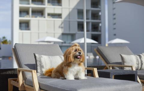 A dog sitting on a beach recliner at Viceroy Los Cabos