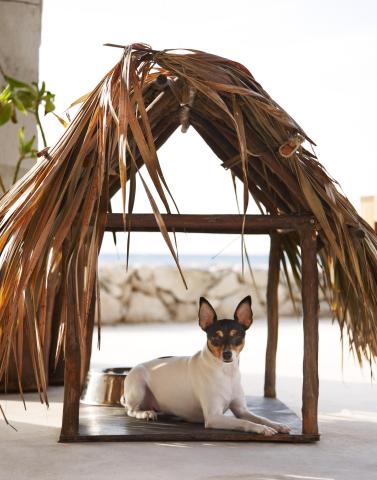 A dog under a small beach hut at Viceroy Riviera Maya