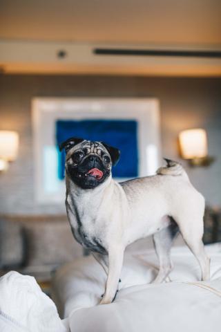 A pug standing on a bed at Hotel Zena