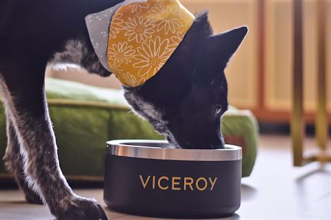 A black dog with a yellow bandana eating from a Viceroy-branded bowl
