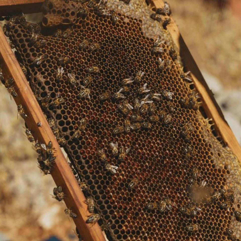 A bee colony crawling on a harvested honeycomb