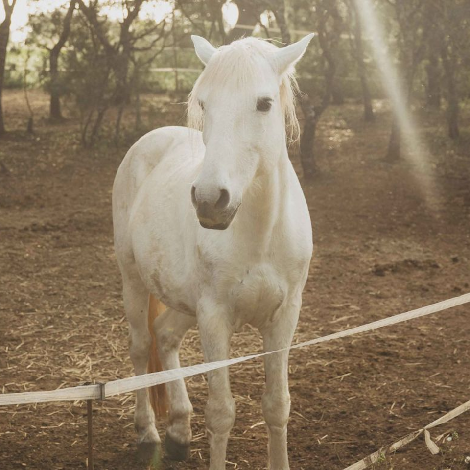 A white horse in a fenced in area at Ombria Algarve