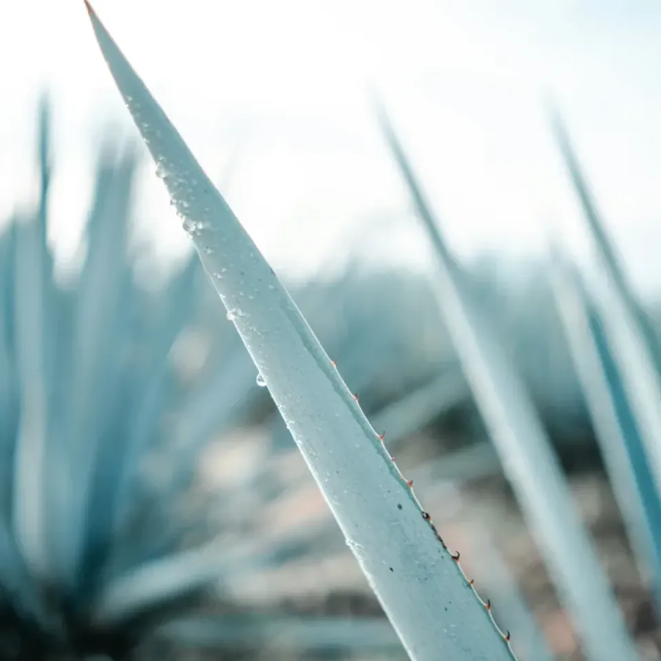 An agave plant