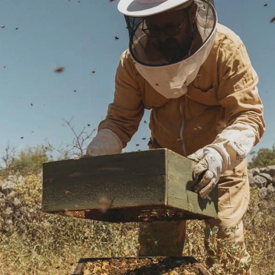 Honey is harvested at an apiary near Sair.
