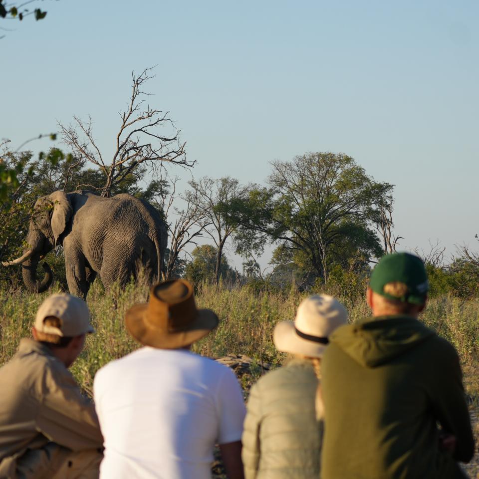 Safari group 