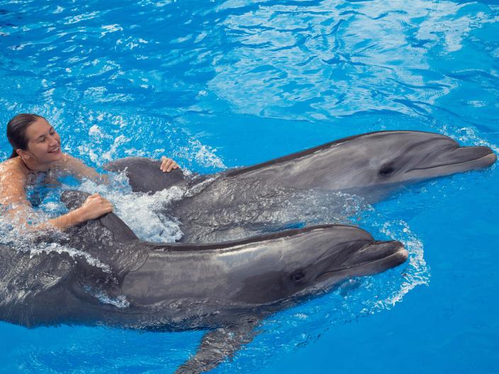 person swimming with two dolphins