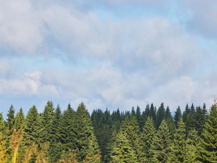 blue skies with clouds over the tree tops