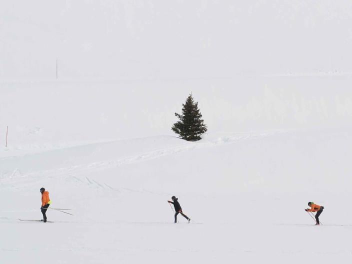 three people cross country skiing past a lone tree