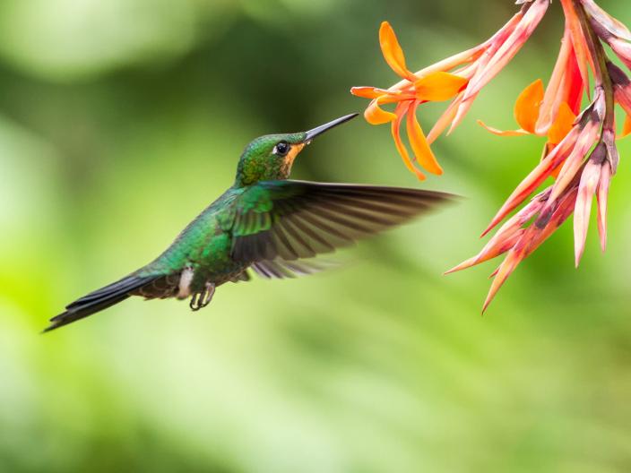 hummingbird feeding from orange flower