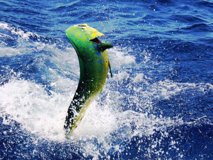 green fish jumps out of water