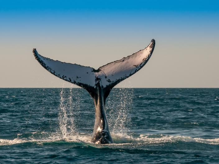 whale tail breaching the ocean